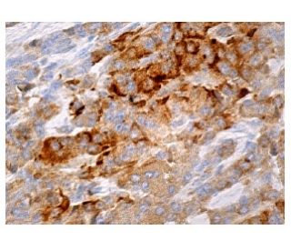 Chr-A Antibody (E-5) - Immunohistochemistry - Image 161009 