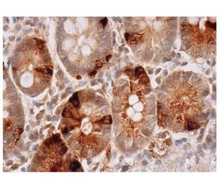 Chr-A Antibody (F-12) - Immunohistochemistry - Image 284922 