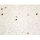 Chr-A Antibody (F-8) - Immunohistochemistry - Image 411506 