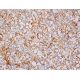 Chr-A Antibody (F-8) - Immunohistochemistry - Image 411612