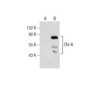 Chr-A Antibody (F-8) - Western Blotting - Image 159742 