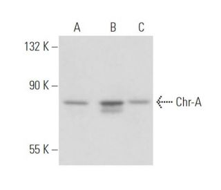 Chr-A Antibody (LK2H10) - Western Blotting - Image 17952 
