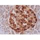 Chr-A Antibody (PHE5) - Immunohistochemistry - Image 289447