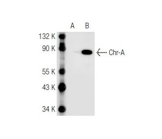 Chr-A Antibody (LK2H10) - Western Blotting - Image 67118