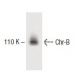 Chr-B Antibody (32) - Western Blotting - Image 383019 