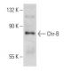 Chr-B Antibody (32) - Western Blotting - Image 383027