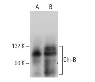 western blotting image from recommended Chr-B (32) monoclonal antibody replacement. Image 387979