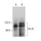 western blotting image from recommended Chr-B (32) monoclonal antibody replacement. Image 387979