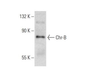Chr-B Antibody (32) - Western Blotting - Image 383027The Double Nickase Plasmid features a U6 promoter for sgRNA expression, a 20 nt targeting sequence, and a gRNA scaffold to guide Cas9n. It includes a CBh promoter for Cas9n (D10A) and puromycin resistance, GFP for transfection verification, and nuclear localization signals (NLS). The 2A peptide allows co-expression of Cas9n and Puro from a single promoter, enabling precise genome editing with reduced off-target effects.