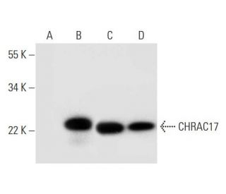 CHRAC17 Antibody (D-1) - Western Blotting - Image 295737 