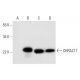 CHRAC17 Antibody (D-1) - Western Blotting - Image 295737 