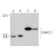 CHRAC17 Antibody (D-1) - Western Blotting - Image 366774