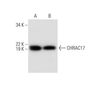 CHRAC17 Antibody (E-11) - Western Blotting - Image 295738 
