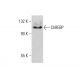 ChREBP Antibody (G-12) - Western Blotting - Image 385691