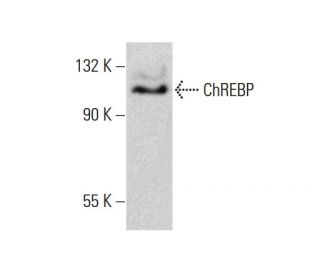 ChREBP Antibody (G-12) - Western Blotting - Image 385691