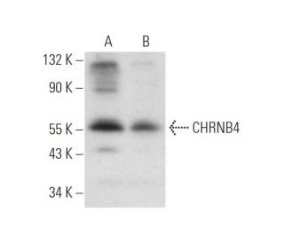 CHRNB4 Antibody (E-3) - Western Blotting - Image 319570