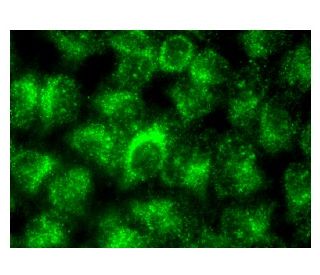 CHST1 Antibody (A-2) - Immunofluorescence - Image 141449 