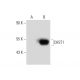 CHST1 Antibody (E-3) - Western Blotting - Image 134769