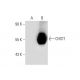 CHST1 Antibody (E-8) - Western Blotting - Image 139550