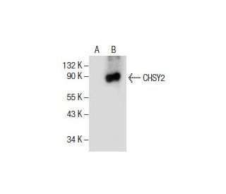CHSY2 Antibody (E-5) - Western Blotting - Image 154521