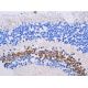 Chx10 Antibody (D-11) - Immunohistochemistry - Image 388095