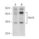 Chx10 Antibody (D-11) - Western Blotting - Image 148834 