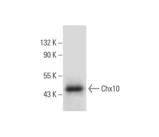 Chx10 Antibody (D-11) - Western Blotting - Image 299043 