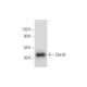 Chx10 Antibody (D-11) - Western Blotting - Image 299043 