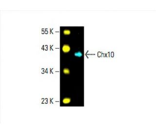Chx10 Antibody (E-12) - Western Blotting - Image 394223