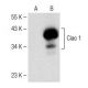 Ciao 1 Antibody (C-4) - Western Blotting - Image 151178
