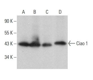 Ciao 1 Antibody (C-4) - Western Blotting - Image 377397 