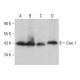 Ciao 1 Antibody (C-4) - Western Blotting - Image 377397 