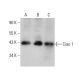Ciao 1 Antibody (C-4) - Western Blotting - Image 377400 