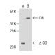 CIB Antibody (5A1H7E12) - Western Blotting - Image 137429