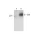 CIB Antibody (E-9) - Western Blotting - Image 128752