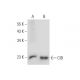 CIB Antibody (G-5) - Western Blotting - Image 133522