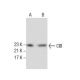 CIB Antibody (G-5) - Western Blotting - Image 285798 
