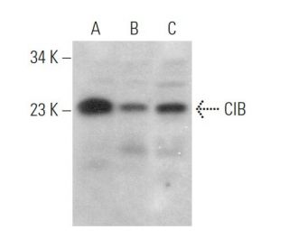 CIB Antibody (G-5) - Western Blotting - Image 372954 