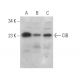 CIB Antibody (G-5) - Western Blotting - Image 372954 