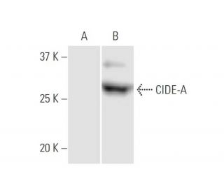 CIDE-A Antibody (4B9) - Western Blotting - Image 347540 