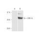 CIDE-A Antibody (4B9) - Western Blotting - Image 347540 