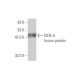 CIDE-A Antibody (4B9) - Western Blotting - Image 348454