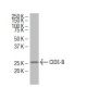 CIDE-B Antibody (5X) - Western Blotting - Image 34604 