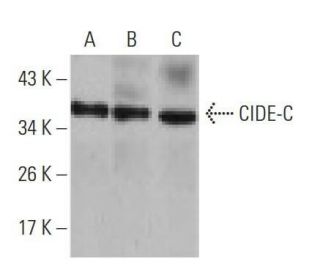 CIDE-C Antibody (7C12F11) - Western Blotting - Image 358361 