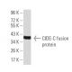 CIDE-C Antibody (7C12F11) - Western Blotting - Image 358359 