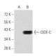CIDE-C Antibody (7C12F11) - Western Blotting - Image 358360