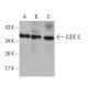 CIDE-C Antibody (7C12F11) - Western Blotting - Image 358361 