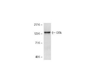 western blotting image from recommended CIITA (7-1H) monoclonal antibody replacement. Image 1456