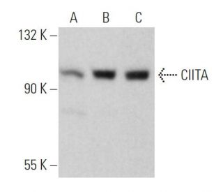 CIITA Antibody (E-12) - Western Blotting - Image 362297
