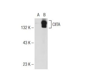 CIITA (7-1H): sc-13556. Western blot analysis of CIITA expression in non-transfected: sc-117752 (A) and mouse CIITA transf 